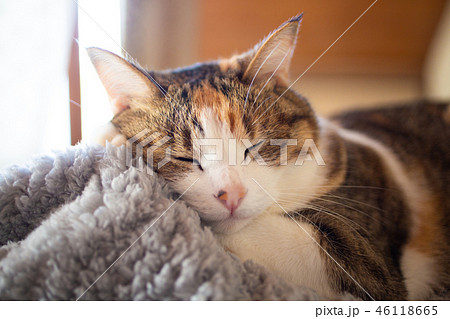 毛布 猫 三毛 三毛猫の写真素材 - PIXTA