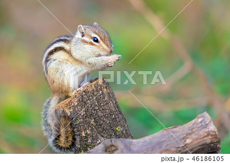 リス シマリス の写真素材集 ピクスタ