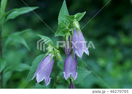 蛍袋 ホタルブクロ 花言葉は 愛らしさ の写真素材