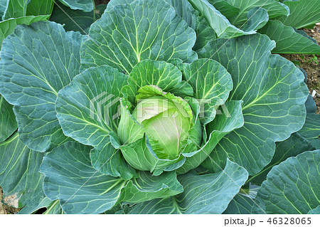 玉菜