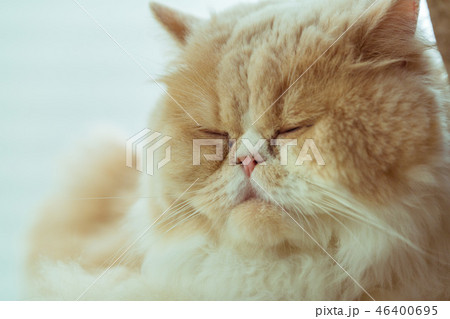 ブサカワ 猫の写真素材
