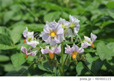 ジャガイモの花 じゃがいも ジャガイモ パープル色の写真素材