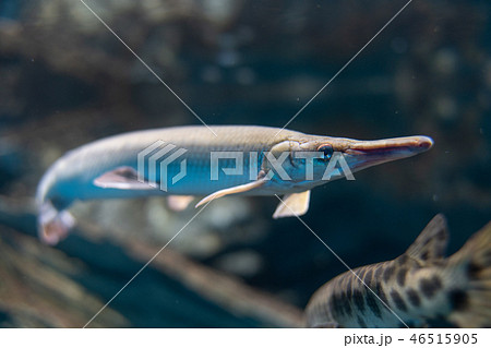 スポッテッドガー Spotted Gar 外来種の写真素材