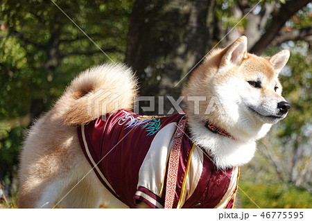 スカジャン 犬の写真素材