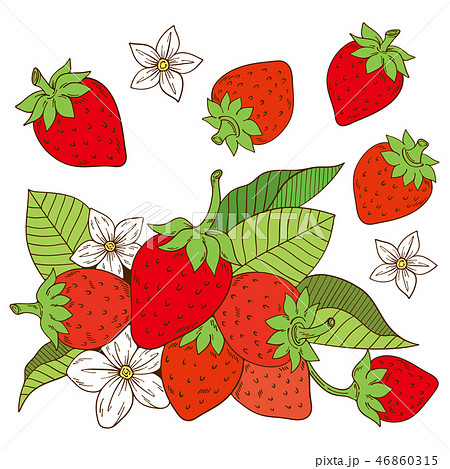 苺 果物 果実 花のイラスト素材