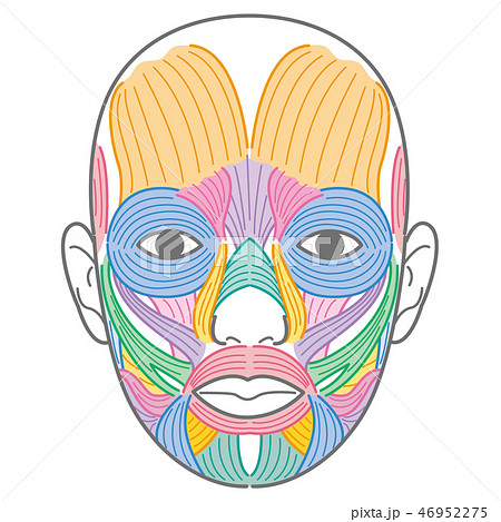 上唇鼻翼挙筋のイラスト素材