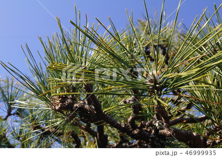尖った葉 細い葉 葉っぱ 針葉樹の写真素材