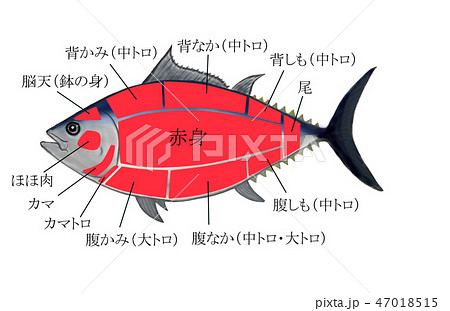 本マグロの写真素材