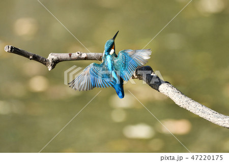 着地 カワセミ 鳥 瞬間の写真素材