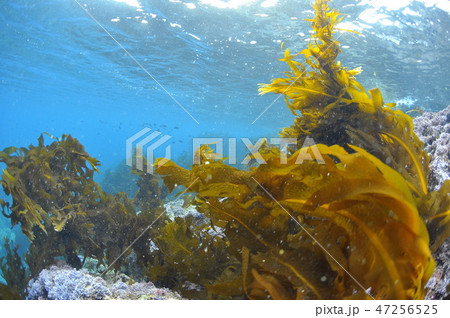 海藻 葉山 海中 ワカメの写真素材