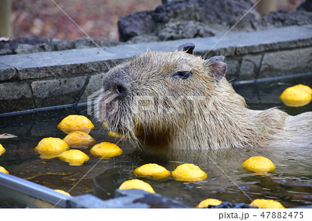 カピバラ温泉の写真素材