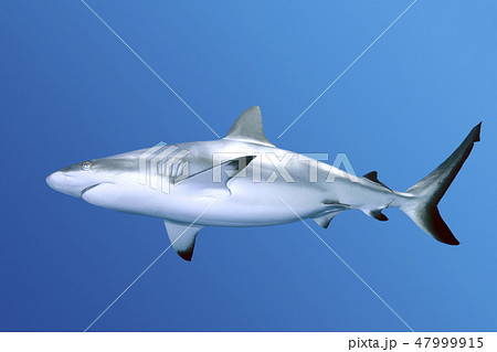 オグロメジロザメの写真素材