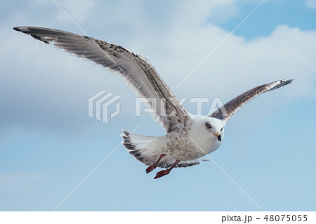 飛んでる鳥の写真素材