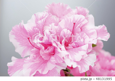 アザレア 花の写真素材