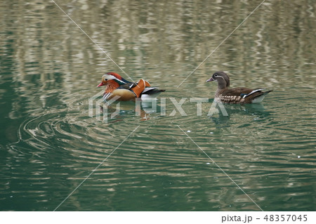 水鳥ツガイ