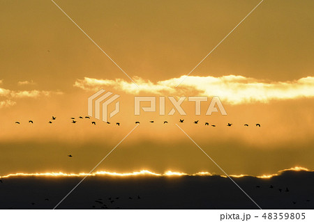 夕焼け 鳥 野鳥 雁の写真素材 - PIXTA