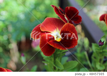 ビオレの写真素材 Pixta