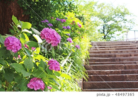 上野恩賜公園 上野公園 上野 アジサイの写真素材