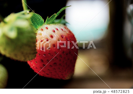 苺の芽生えの写真素材