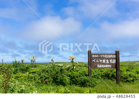 ベニヤ原生花園の写真素材