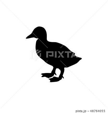 カルガモのイラスト素材 Pixta