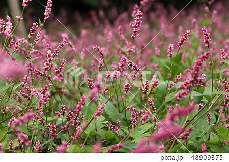 あかまんま 植物 赤色 草の写真素材