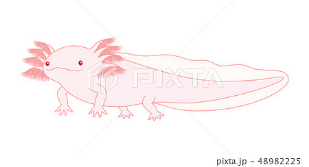 ウーパールーパーのイラスト素材集 ピクスタ