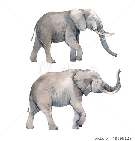水彩画 動物 ぞう ゾウのイラスト素材 - PIXTA