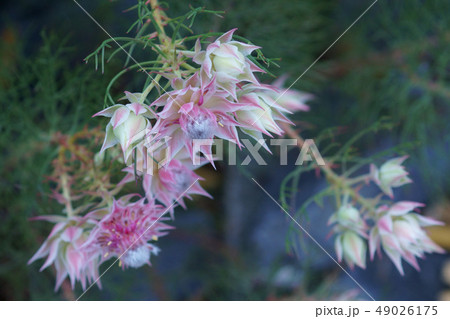 セルリア フロリダの写真素材