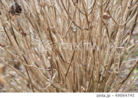 枯れ葉 葉 紫陽花 冬の写真素材