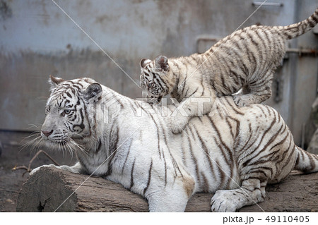 ホワイトタイガー ベンガルトラ 赤ちゃん 虎の写真素材
