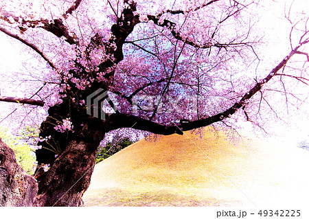 絶世の美女の写真素材 Pixta