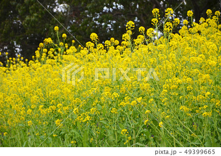 菜の花 野沢菜 花 アブラナ科の写真素材