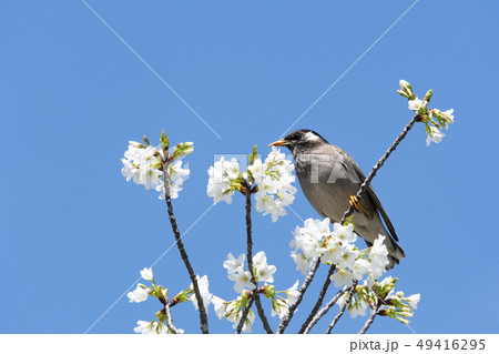 椋鳥の写真素材