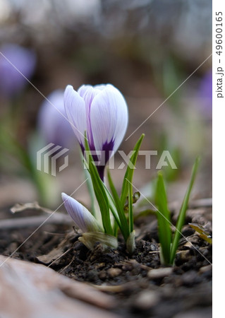 クロックスの写真素材