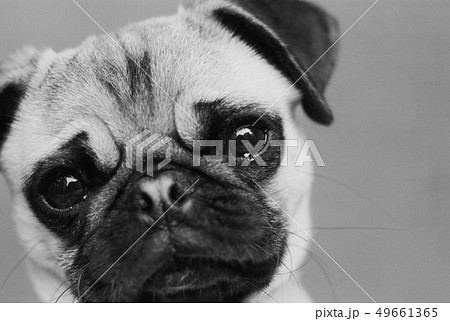 犬 パグ シンプル 白黒の写真素材