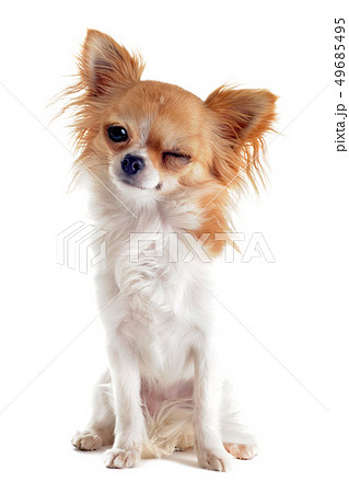 動物 犬 チワワ ウインクの写真素材