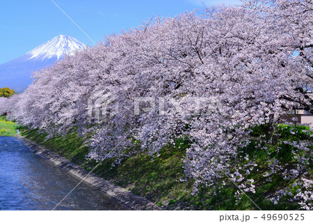 潤井川 春の写真素材 - PIXTA