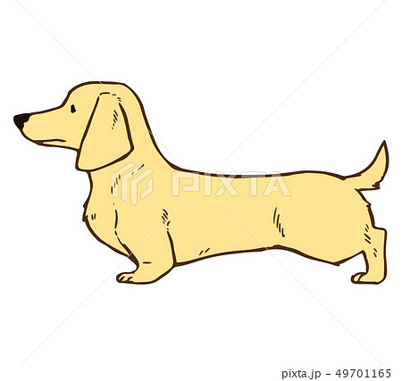 犬 ダックスフンド 横顔のイラスト素材 - PIXTA
