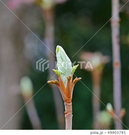 紫陽花 芽 新芽 植物の写真素材