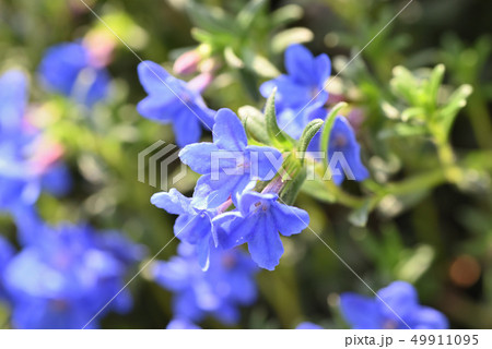 ミヤマホタルカズラの写真素材