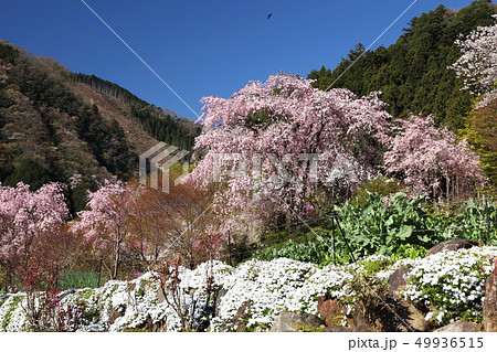 乙津花の里の写真素材