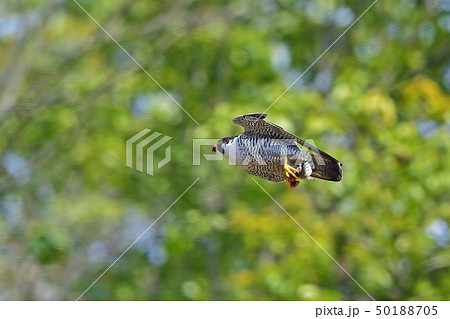 ハヤブサ 自然 鳥 かっこいいの写真素材