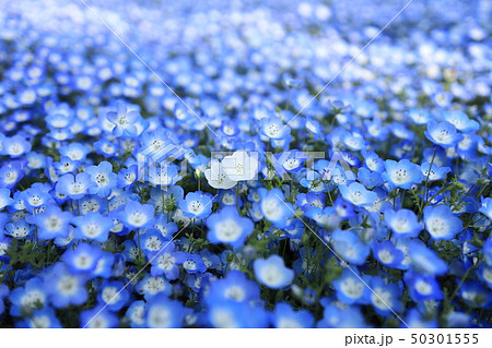 瑠璃唐草 ネモフィラ ベビーブルーアイズ 花の写真素材