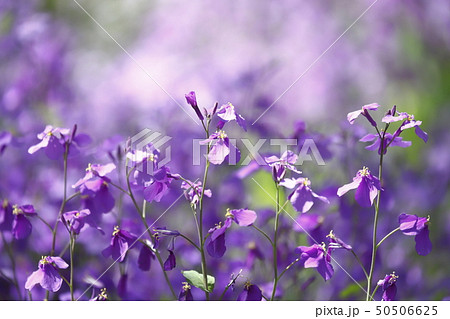 花大根の写真素材