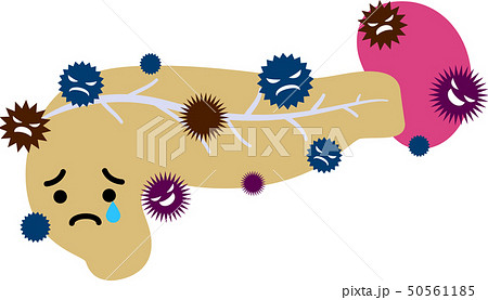 膵臓のイラスト素材