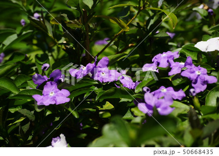 アメリカジャスミン 紫色 花 植物の写真素材