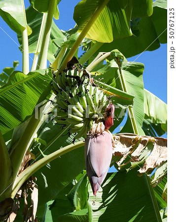 バナナの木の写真素材