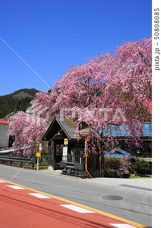 人里バス停 檜原村 しだれ桜 東京都の写真素材