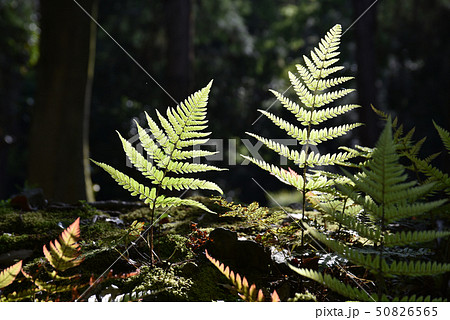 胞子によって増える植物の写真素材